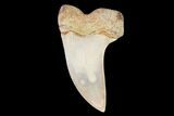 Mako Shark Tooth Fossil - Sharktooth Hill, CA #94664-1